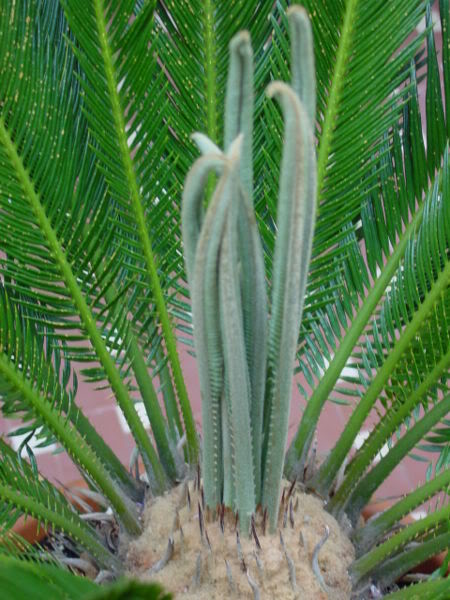 Cycas_Revoluta_Bladerkroon.jpg