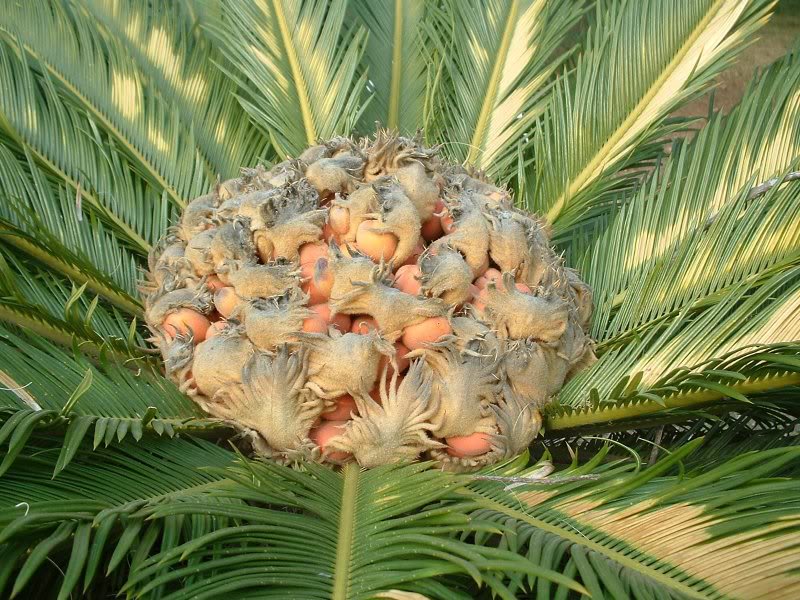 Cycas_Revoluta_Zaadvorming.jpg