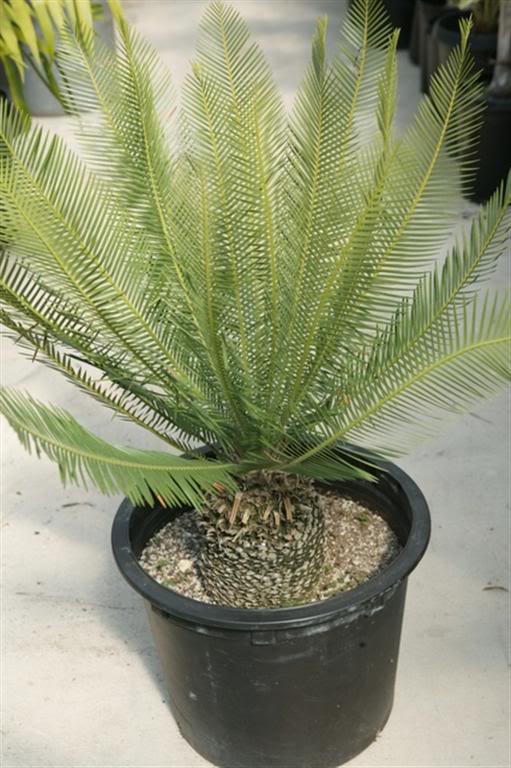 dioon-edule-rv-20090709