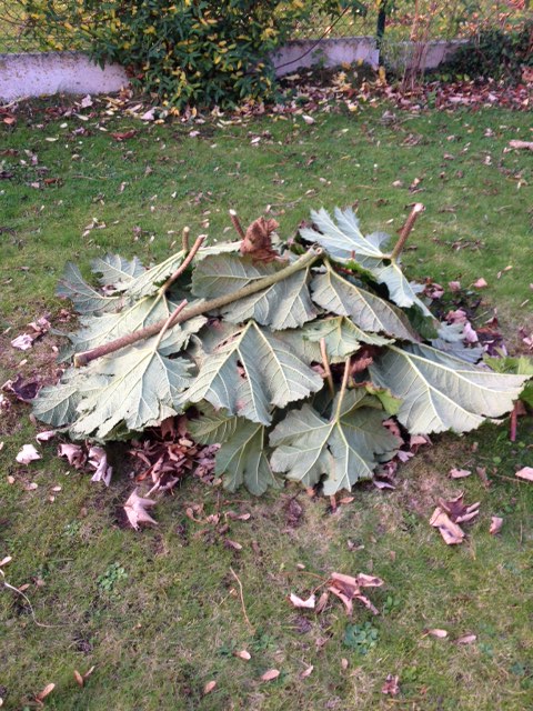 Gunnera