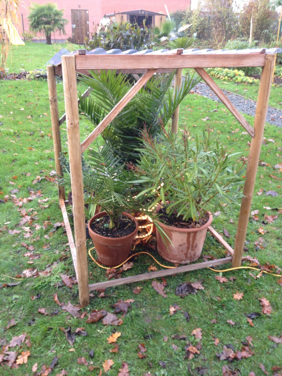 Protection Hivernale Pour Racine De Palmier, Protection Contre Le