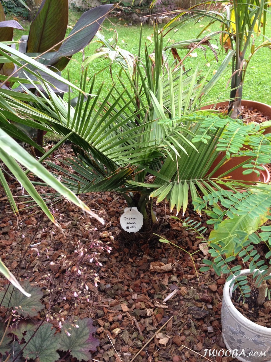 jubaea-chilensis-200906