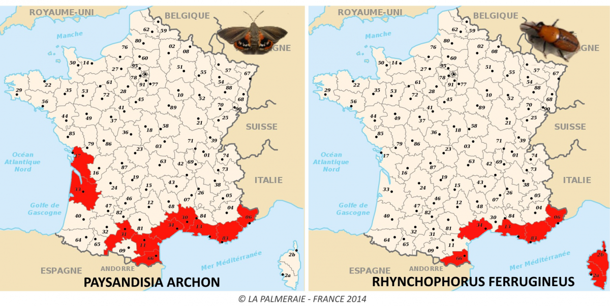 distribution1