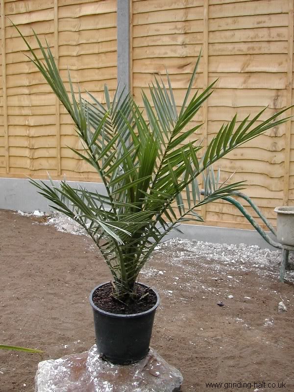 Phoenixcanariensis1