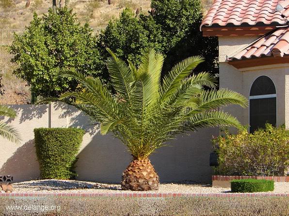Phoenixcanariensis2