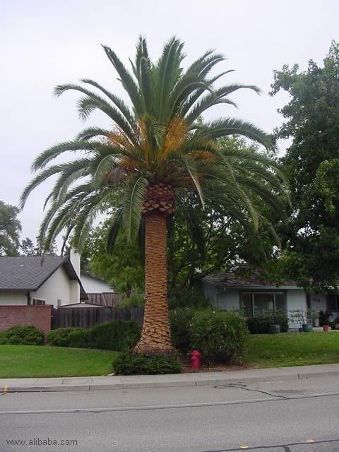 Phoenixcanariensis3