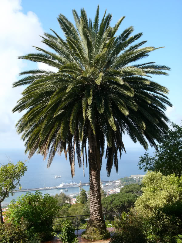 Phoenixcanariensis4