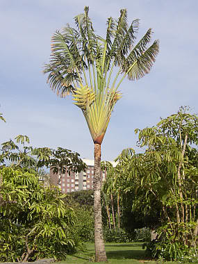 Ravenala madagascariensis 0