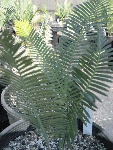 dioon-edule-rv-20090709