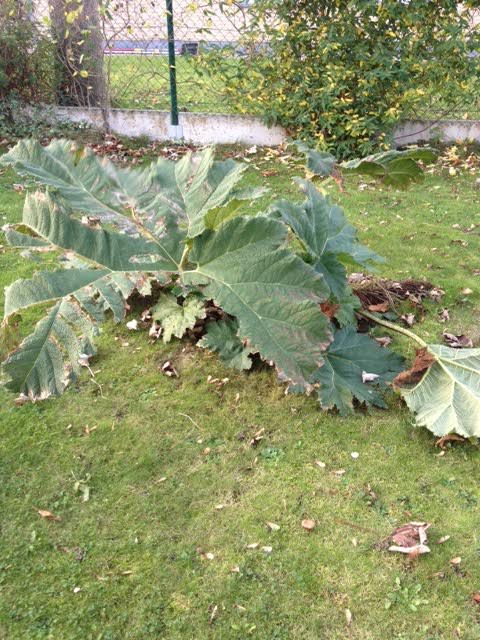 Gunnera